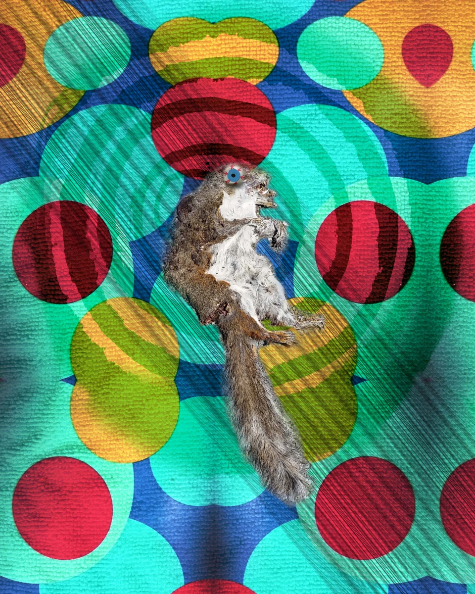 Trippin Squirrel