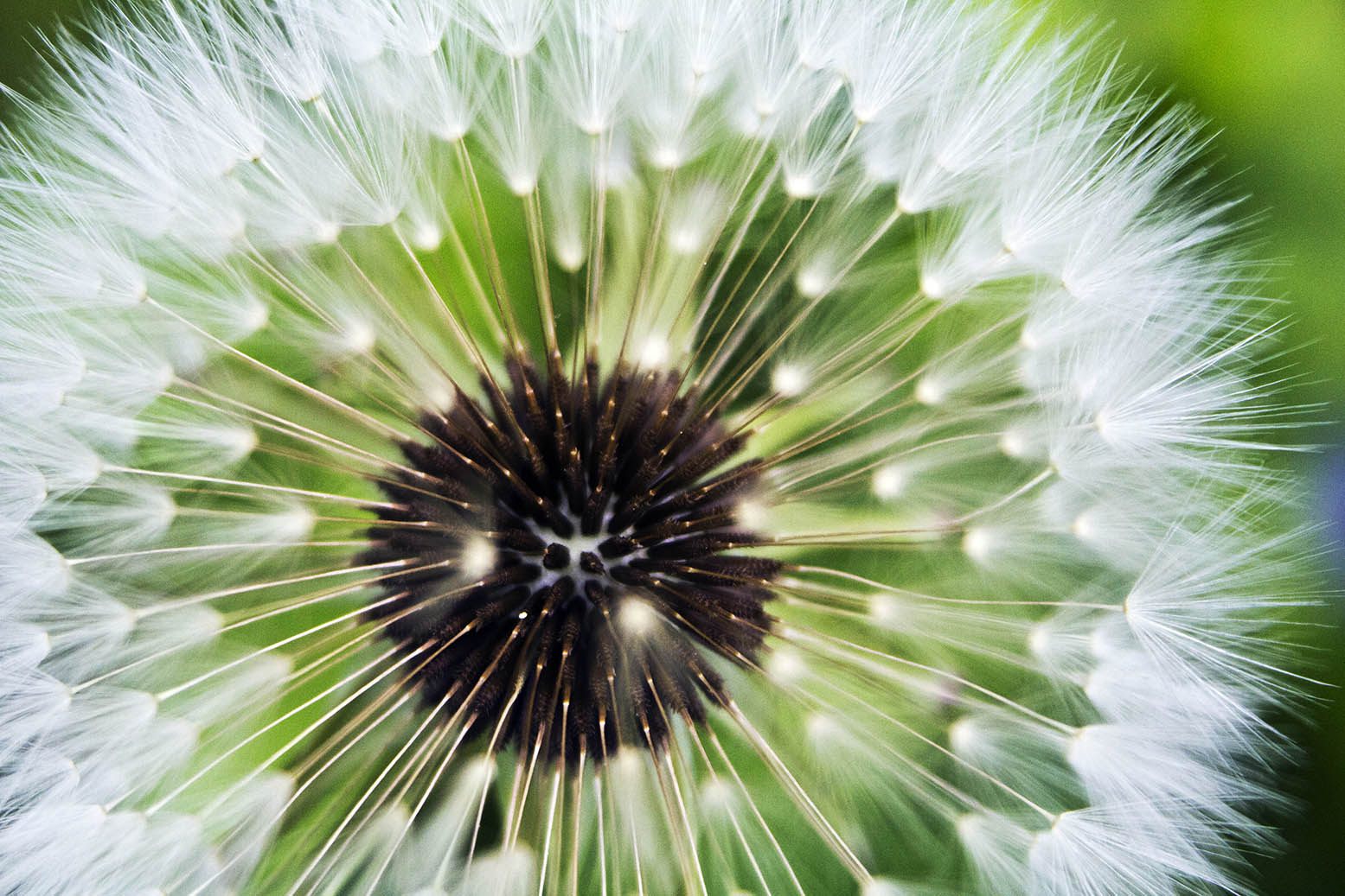 Dandelion