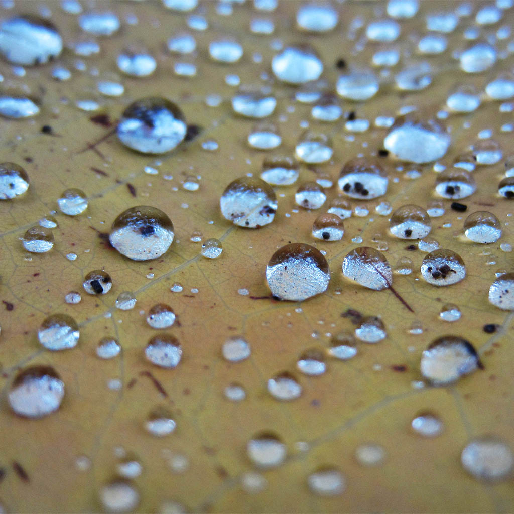 Water On Leaf