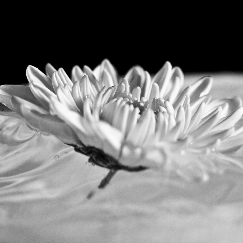 Flower Water Splash 5